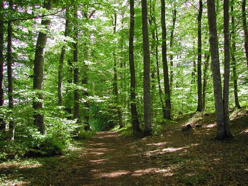 woods