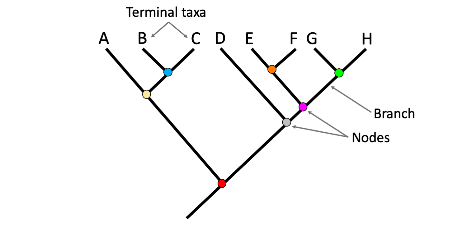<p>end point of a branch </p><ul><li><p>represents a group (species or larger taxon) that is living today or ended in extinction</p></li><li><p>terminal node</p></li></ul><p></p>