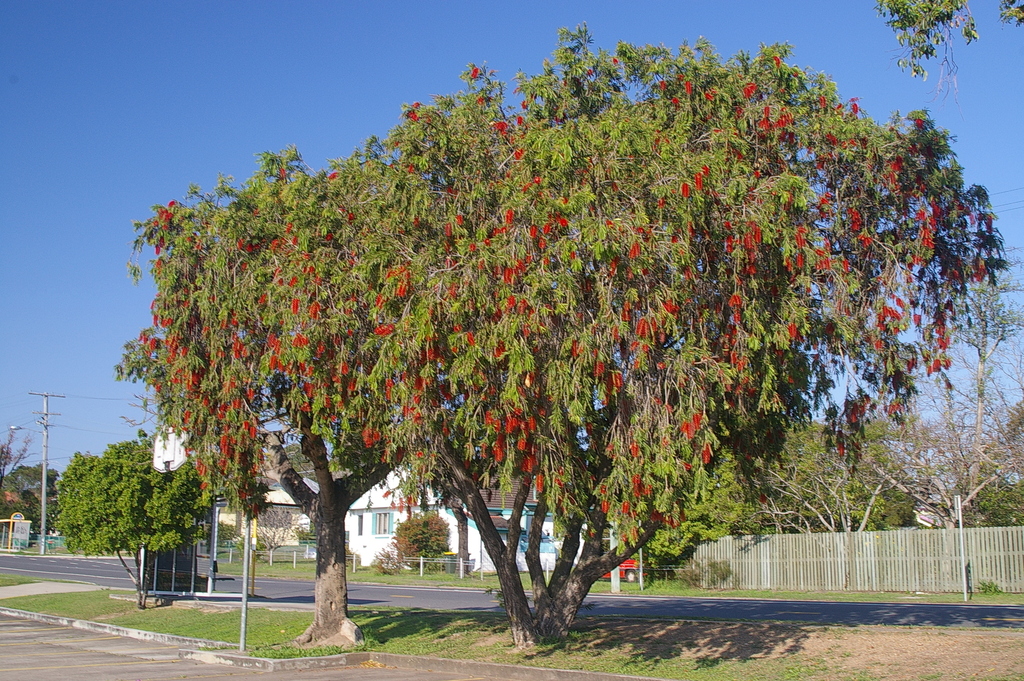 <p><em>Melaleuca viminalis, </em>weeping bottlebrush, Myrtaceae</p>