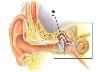 <p><span><span>Identify the indicated structure.</span></span></p>
