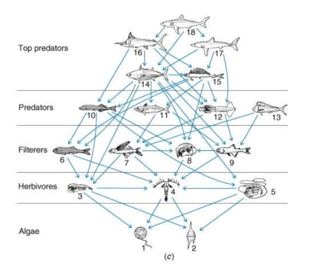 <p>transformation and flux of energy within the system </p><p>ex. consumption, competition, facilitation </p>
