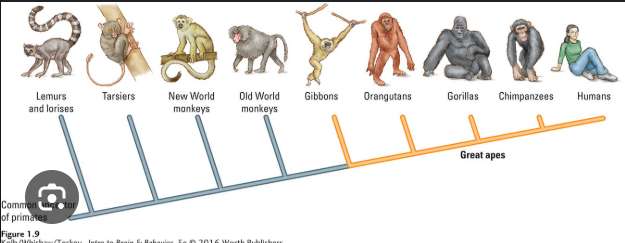<p>What is one ancestral characteristic?</p>