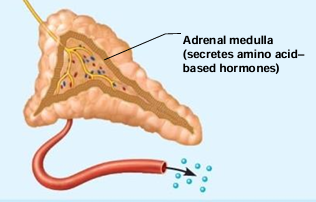 <p>Adrenal medulla</p>