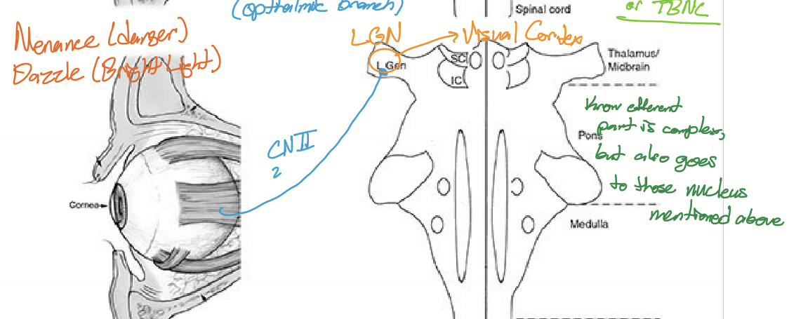 <p>Starts at CN2 going to lateral geniculate nucleus, then visual cortex</p>