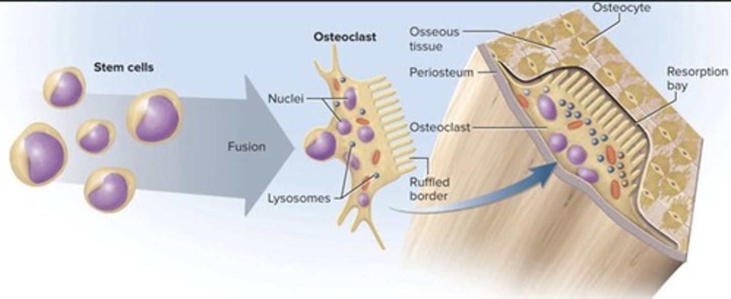 <p>Cells that dissolve bone matrix.</p>