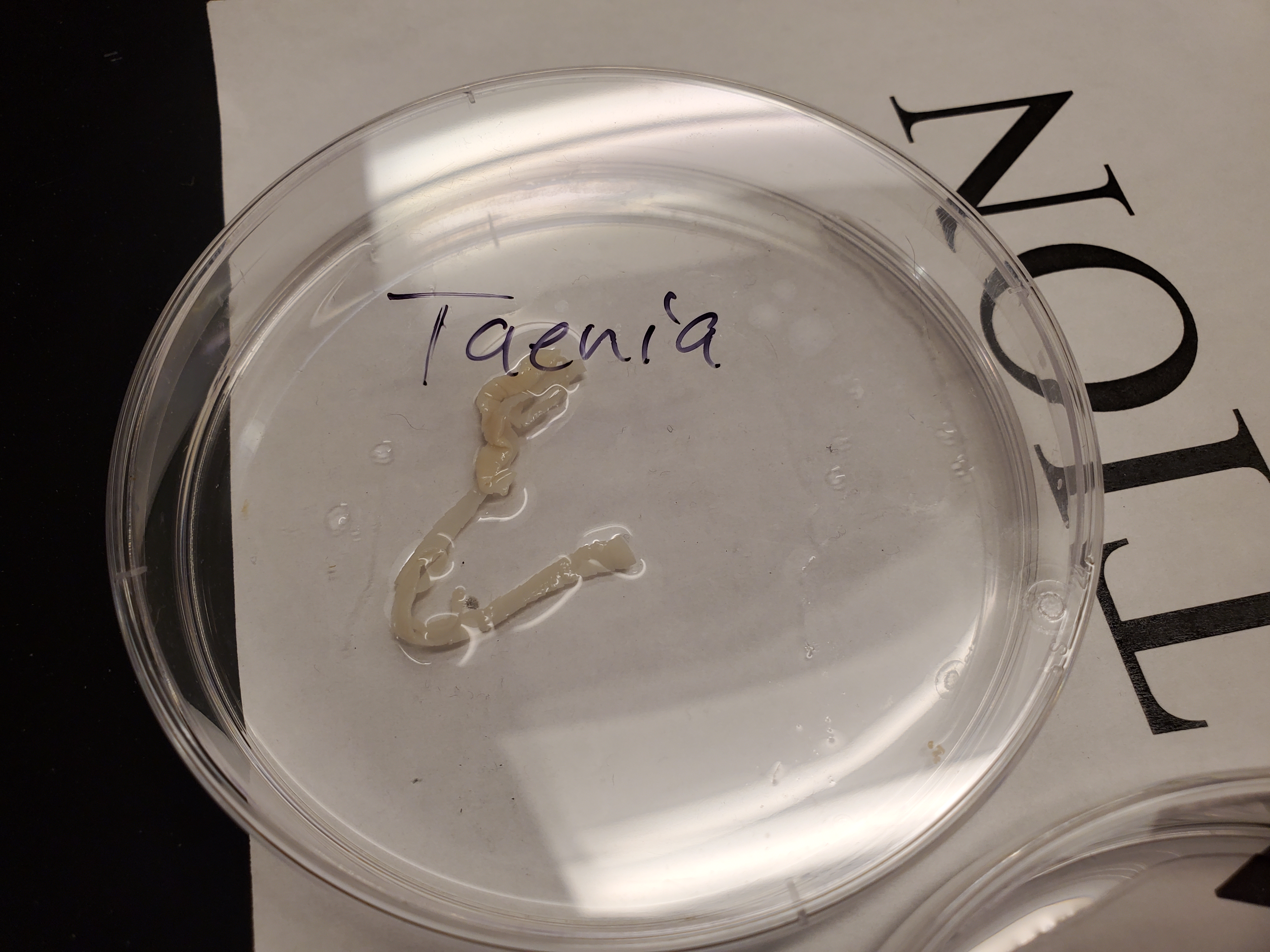 <p>Taenia</p>