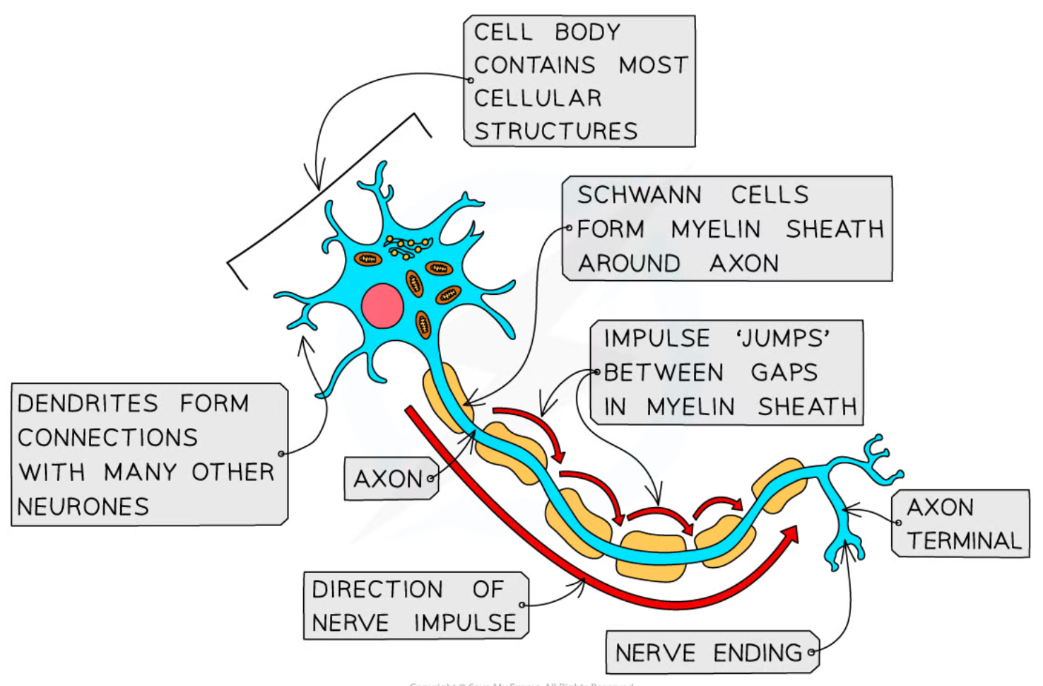 Cell body connected to dendrons + at the start of neurone. Connects to axon, moves down to terminal buttons and then attached to an effector (e.g. muscle). 