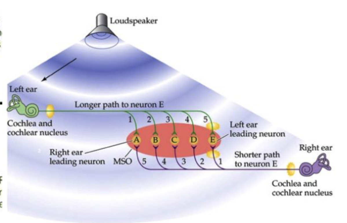 <ul><li><p>difference in the timing of sound reaching the ears is 0 for sound directly in front OR 0.7 ms for a sound 90 degrees from center</p></li><li><p>neuron stimulated if sound reaches both ears simultaneously</p></li></ul><p></p>