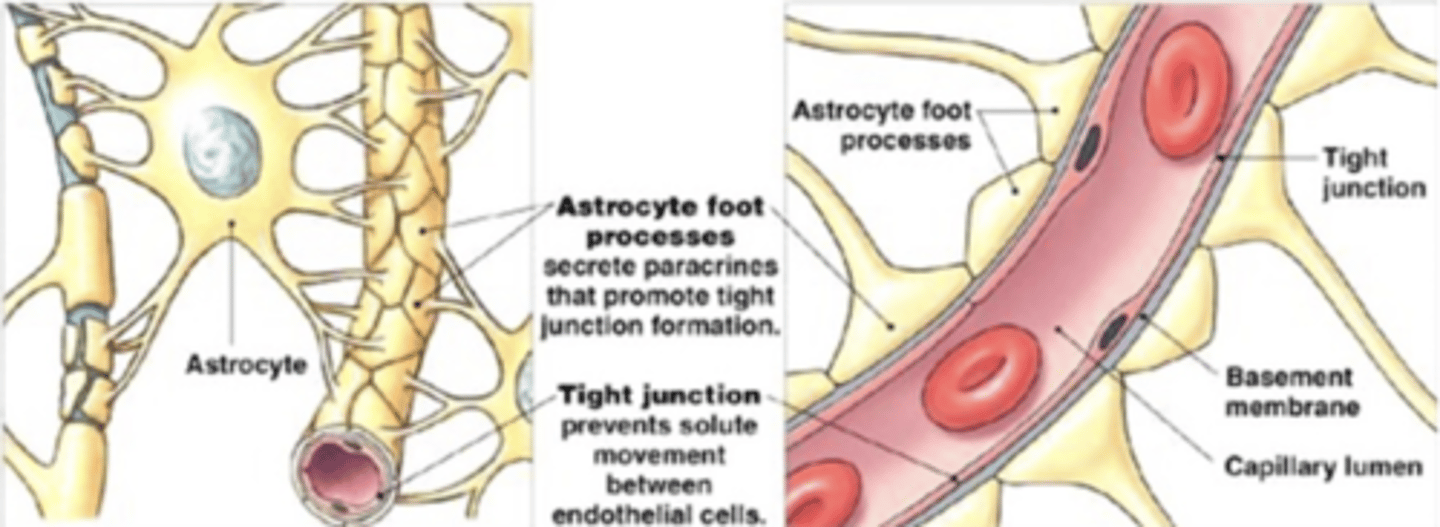 <p>- Vascular endothelium, sealed with tight junctions</p><p>- Capillary basement membrane</p><p>- Astrocyte foot processes wrapping around capillaries (Secrete paracrines that promote tight junction formation)</p>