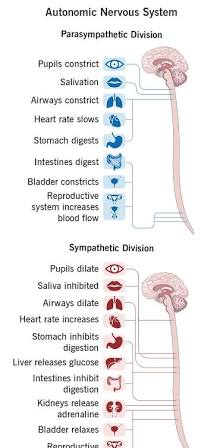 <p>Parasympathetic Nervous System</p>