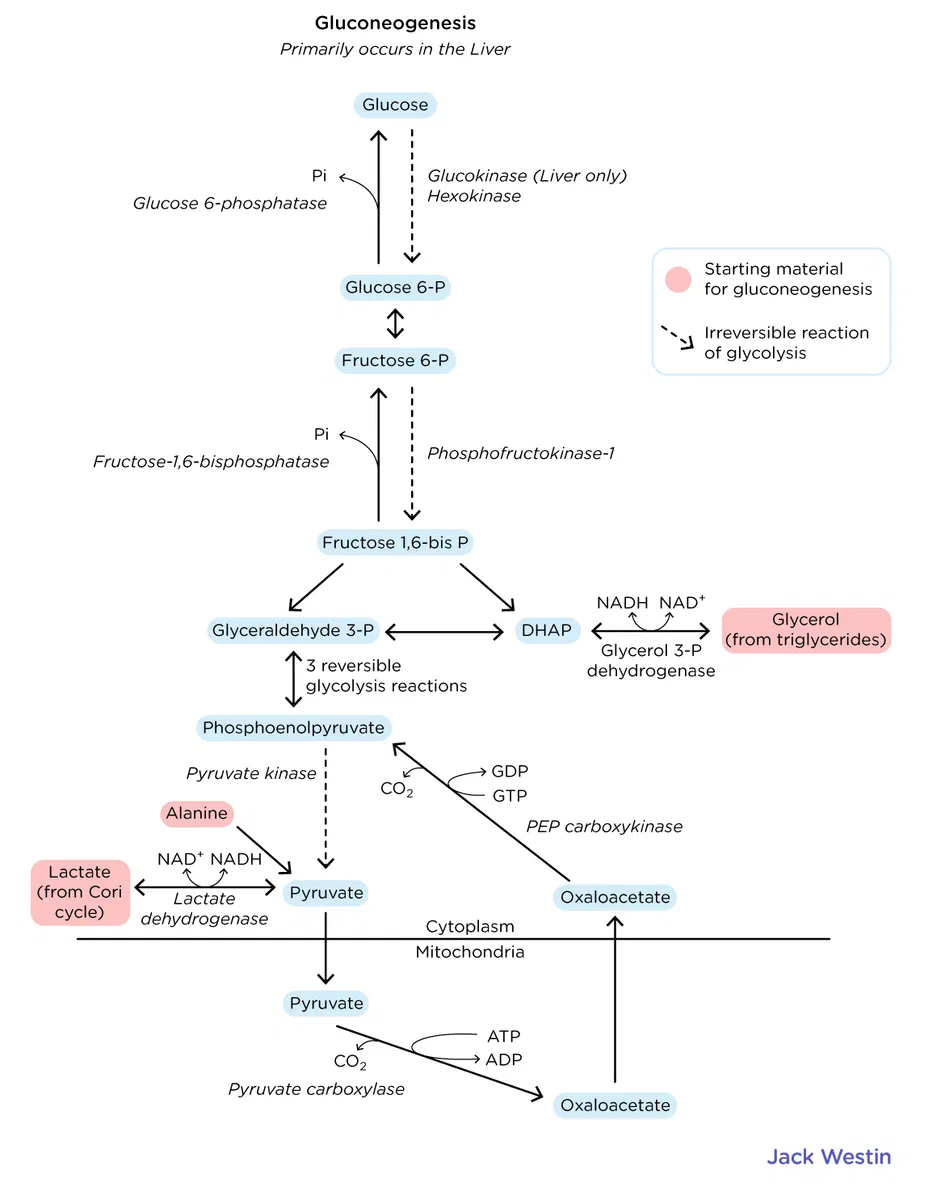 <p>What is the importance of phosphoenolpyruvate carboxykinase (PEPCK)?</p>