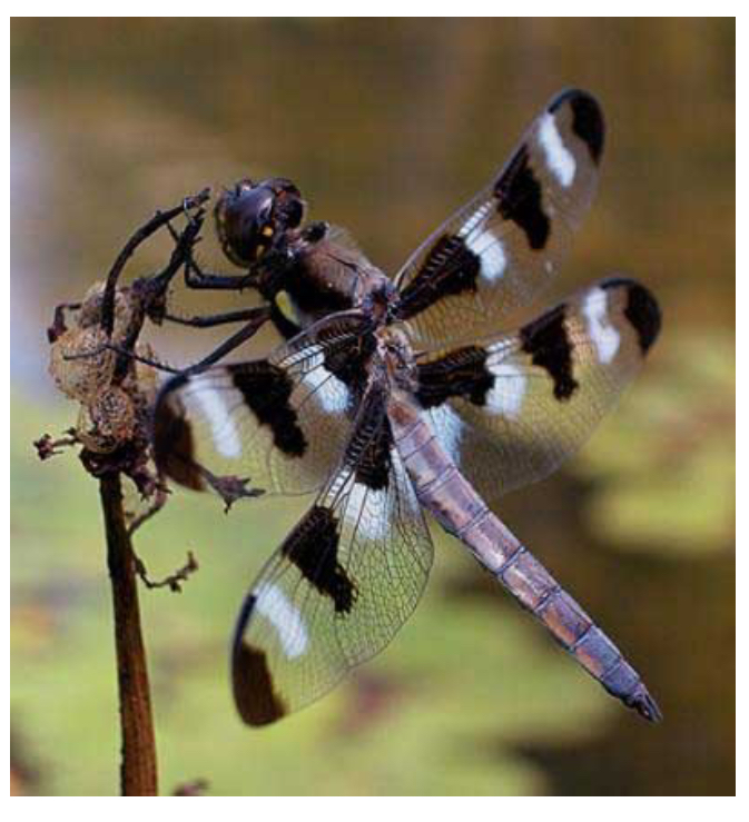 <p>Membranous Wings</p>