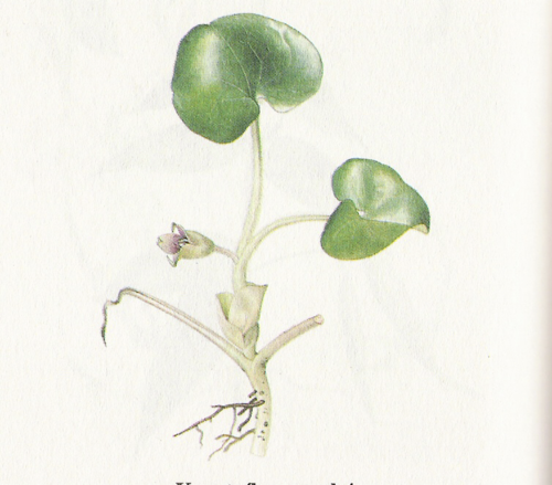 knowt flashcard image