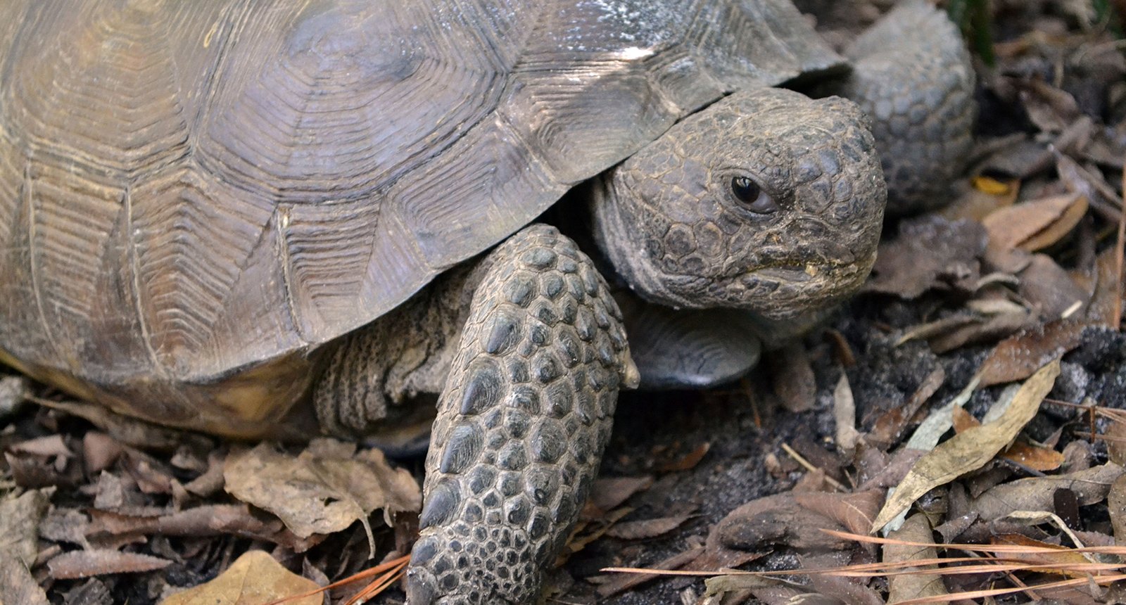 Gopher tortoise