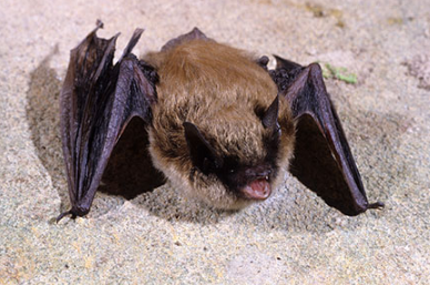 <p>Myotis leibii</p>