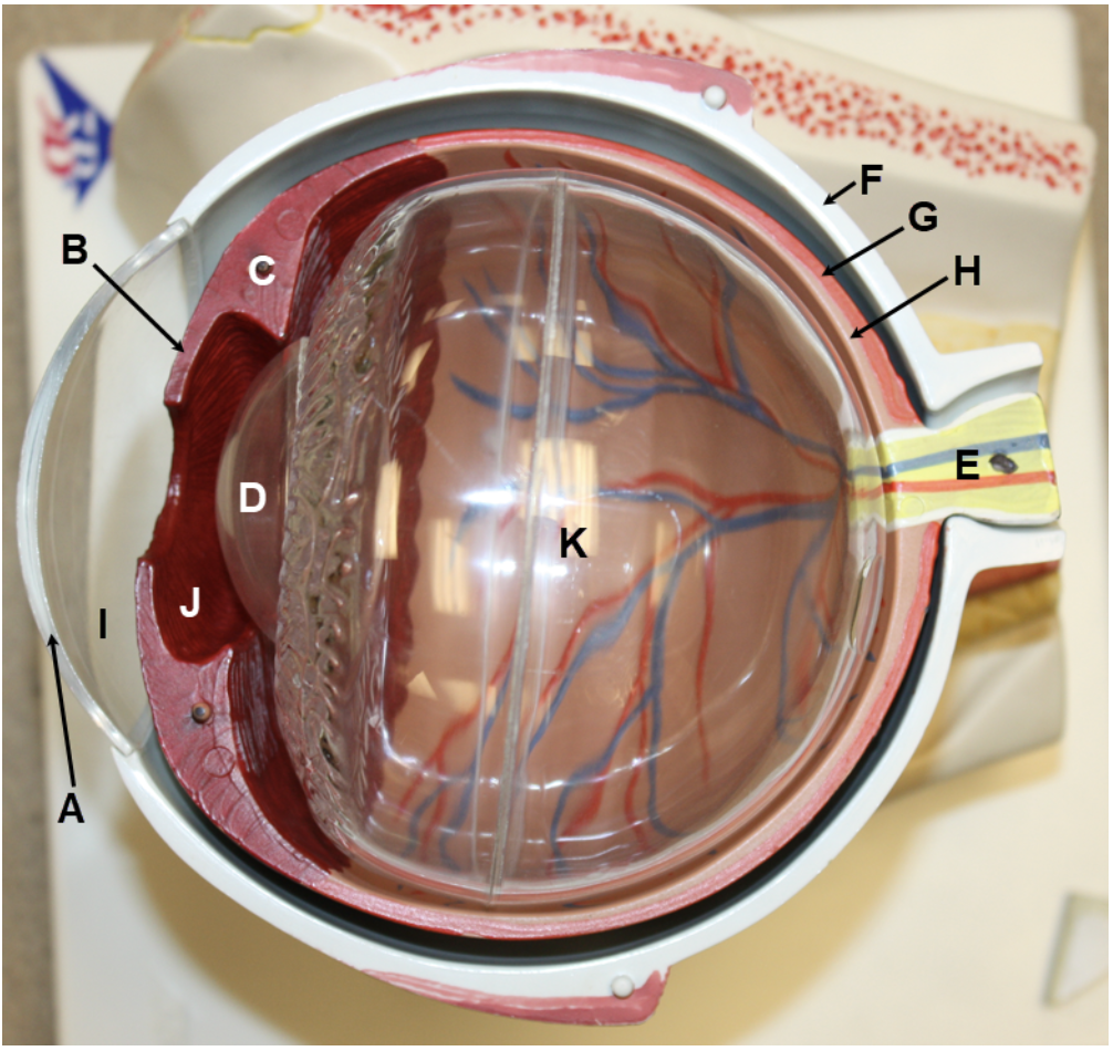 <p><span><span>In the image above, identify structures A-E, structures/parts of the eye wall F-H, and spaces I-K. &nbsp;For L, name the space that consists of I and J together.&nbsp;</span></span></p>