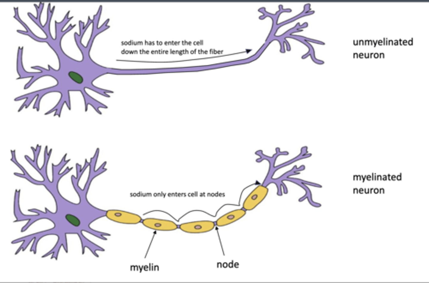 <p>without myelin, how is the process of initiating an impulse be different?</p>