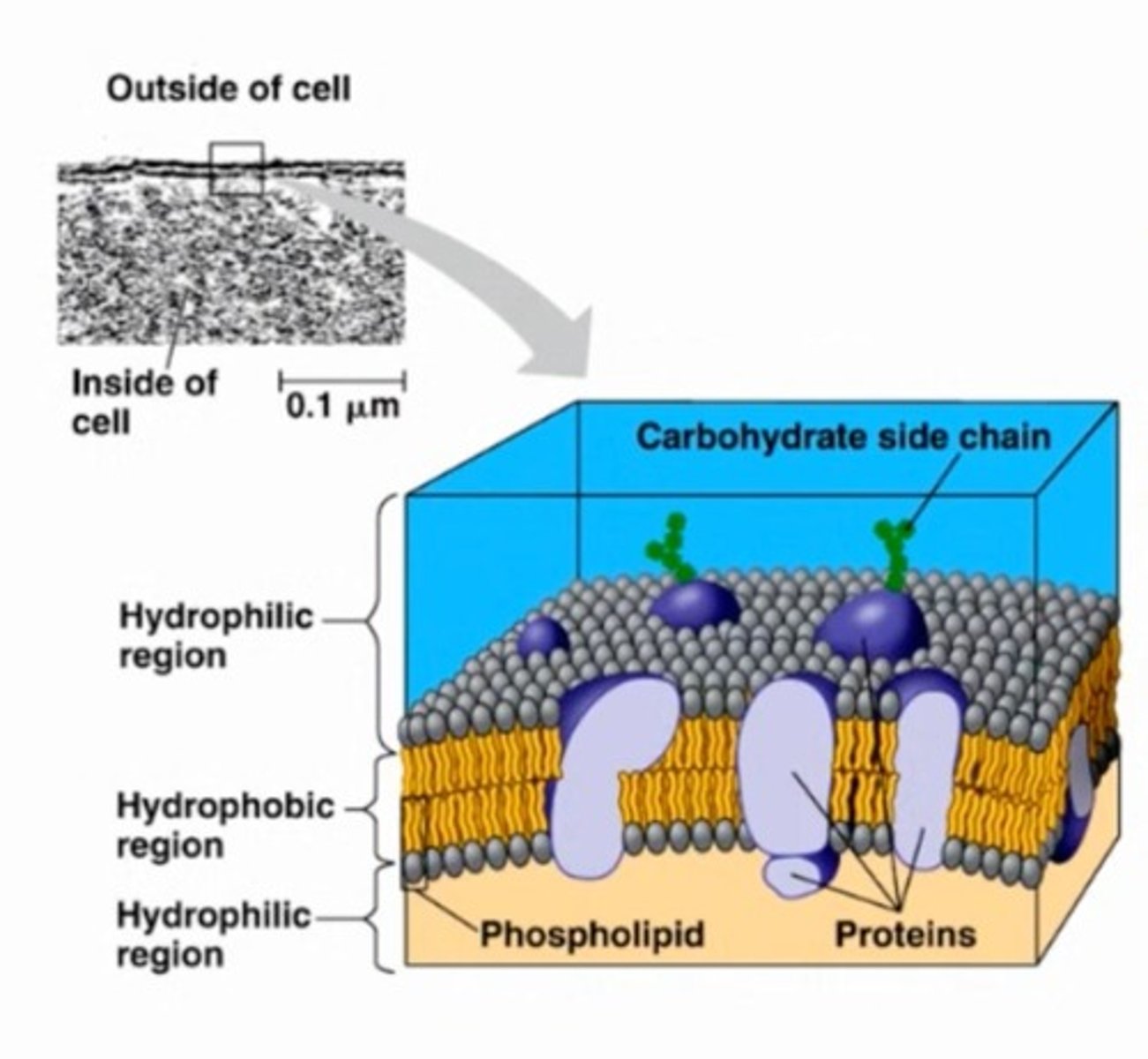 <p>act as barriers, facilitate communication, and transport nutrients into the cell.</p>