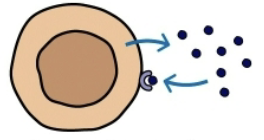 <p>target cell is the same cell</p>