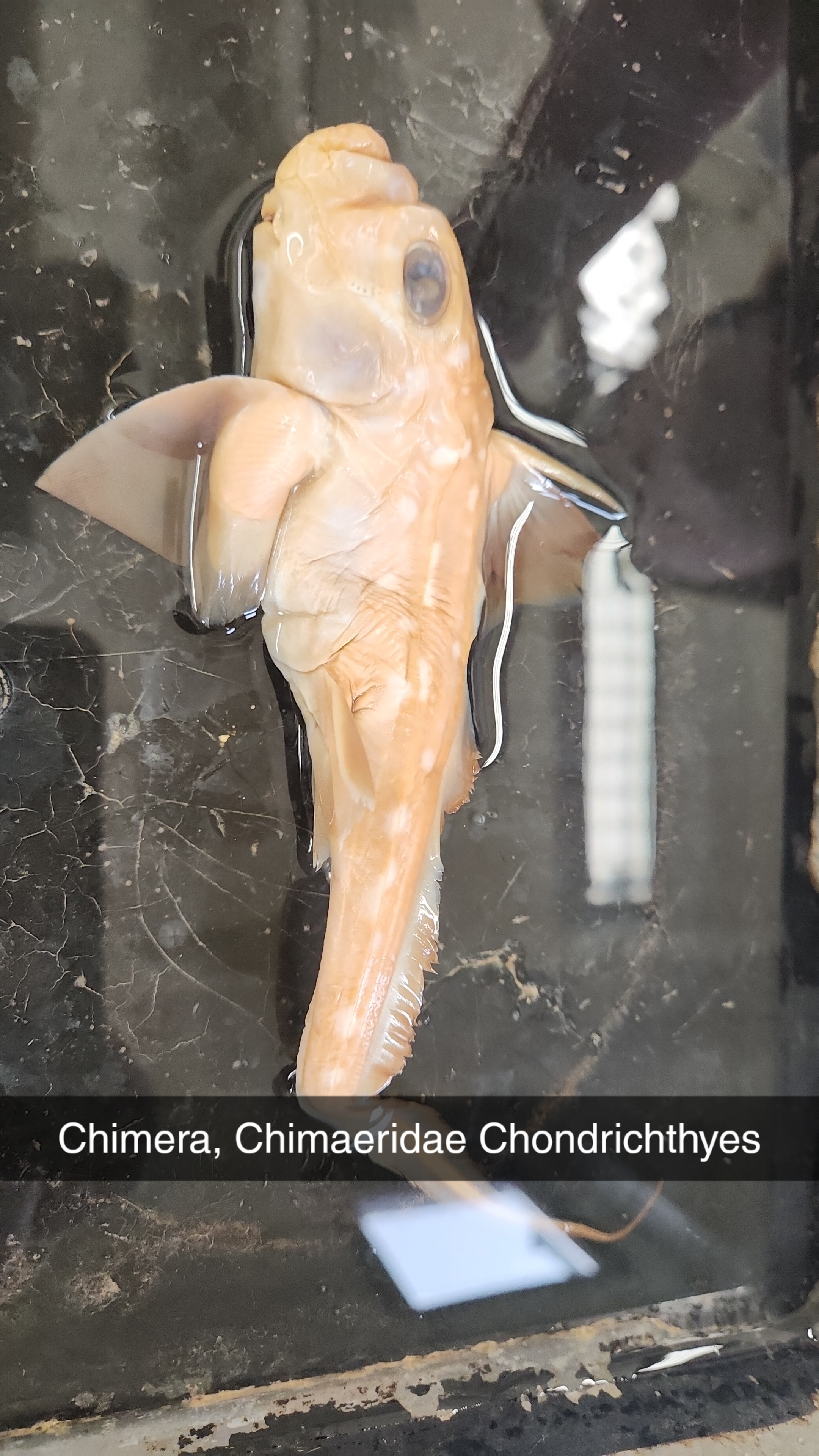 <p>chimeras and ratfishes</p>