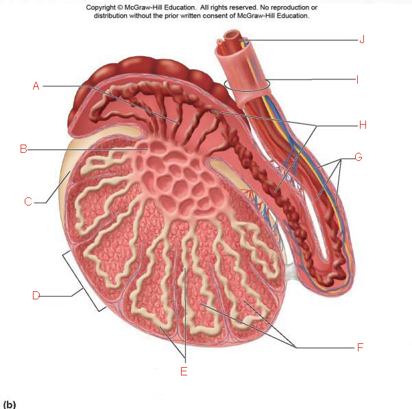 <p>A.</p>