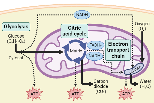 <p>The process by which cells derive energy from glucose. This is approximately the reverse reaction of photosynthesis.</p><p>The formula for this is C6H12O6 + 6O2 → 6CO2 + 6H2O + energy (heat energy and 38 ATPs)</p><p>Number of ATP molecules created as a result of this is not always constant. Depending on the cell it may vary.</p><p>Occurs in cytoplasm and mitochondria matrix.</p>