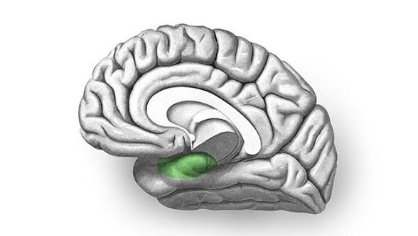 <p>Major source of neural signals to the hippocampus</p>
