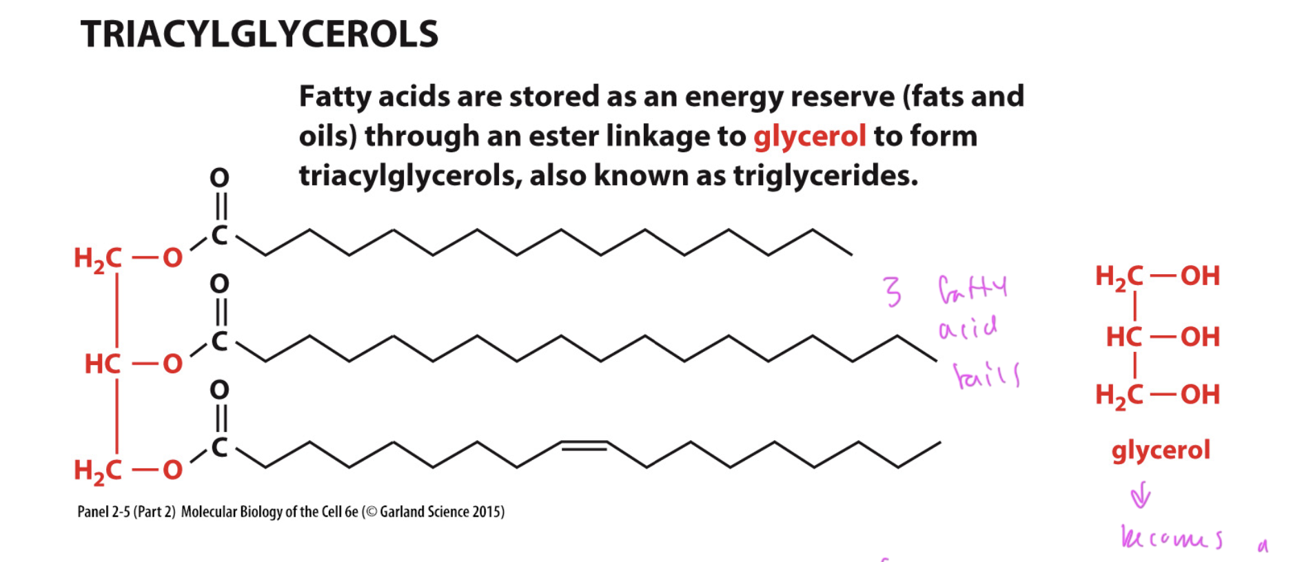 <ul><li><p>a higher order lipid</p></li><li><p> glycerol with a np hydrocarbon tail and an ester</p></li></ul><p></p>