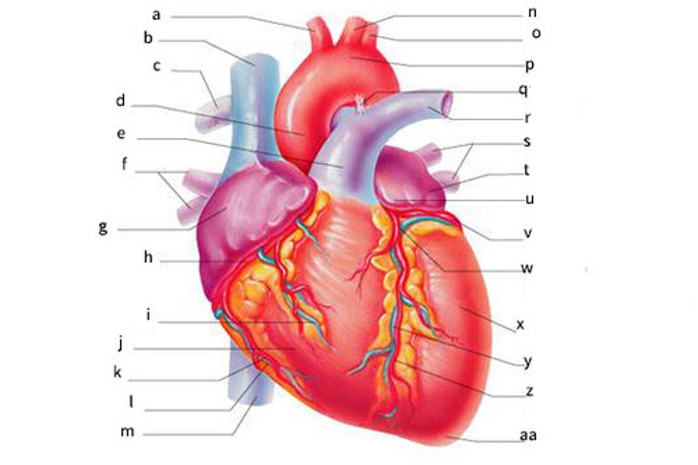 <p>Identify aa</p>