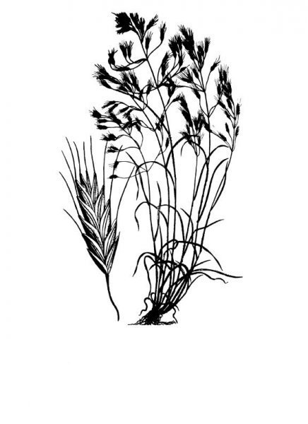 Japanese brome