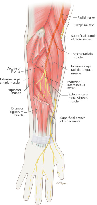 <ul><li><p>brachiodrailis</p></li><li><p>triceps brrachii</p></li></ul><p></p>
