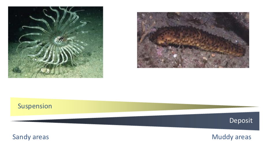 <p>Suggest:</p><ul><li><p><span><span>Sandy sediments were dominated by suspension feeders </span></span></p></li><li><p><span><span>Muddy sediments were dominated by deposit feeders</span></span></p></li><li><p><span><span>by food avaliability</span></span></p></li></ul><p></p>