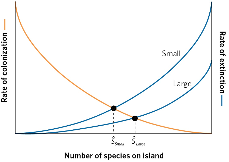 <p>effect of island size on the equilibrium number of species</p>