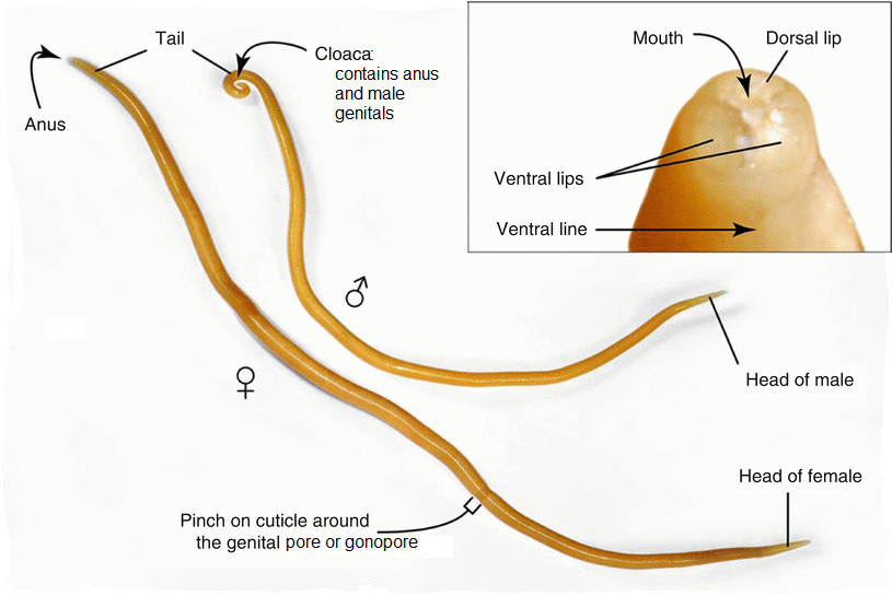 <p>Ascaris lumbricoides </p>