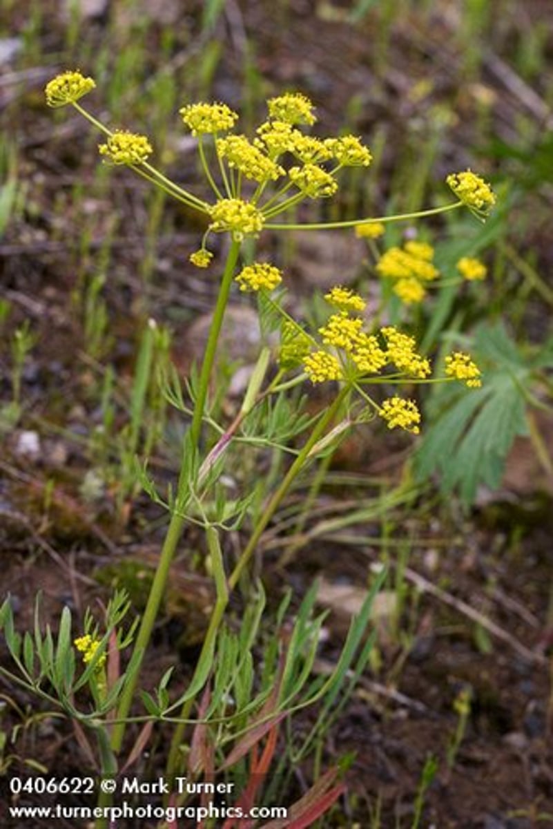 <p>found in rocky grasslands</p><p>Inflor: compound umbel (UNIQUE)</p><p>Flowers: oft yellow, small, radial perf, 5,5,5,2 fused</p><p>Fruit: scizocarp</p><p>Edible Taproot</p>