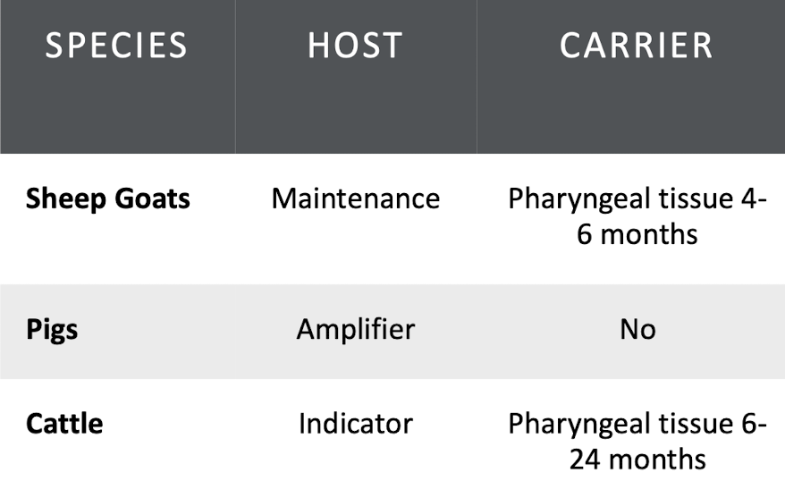 <p>Transmission occurs via respiratory aerosols, direct contact, and ingestion of infected animal parts. African cafe buffalo are permanent carriers&nbsp;</p>