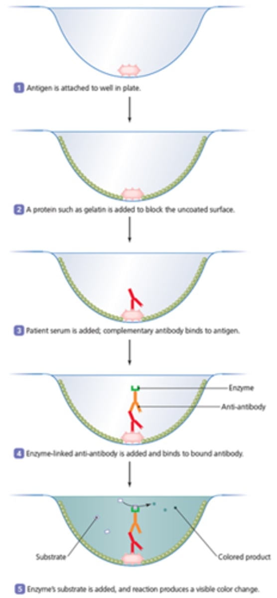 <p>antigen attached to well. patient sample added for antibody to bind to antigen. enzyme linked antibody added to bind to patient antibody. color change concludes positive for antibody</p>