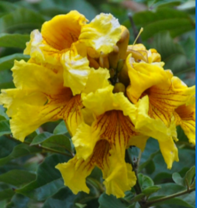 <p>Bignoniaceae</p>