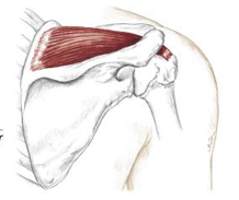 <p>what muscle is this</p>