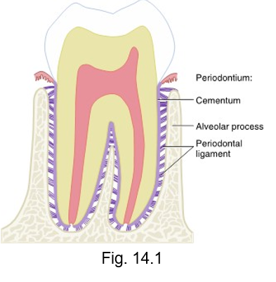 <ul><li><p>all of the teeth are attached to the bony surface of the alveoli by the fibrous __ __</p></li><li><p>allows some slight tooth movement within the alveolus while still supporting tooth</p></li><li><p>attaches to cementum of root and the alveoli of bone, holding the tooth in the socket</p></li></ul><p></p>