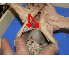 <p>What is the arrow pointing to? What’s it function? </p>