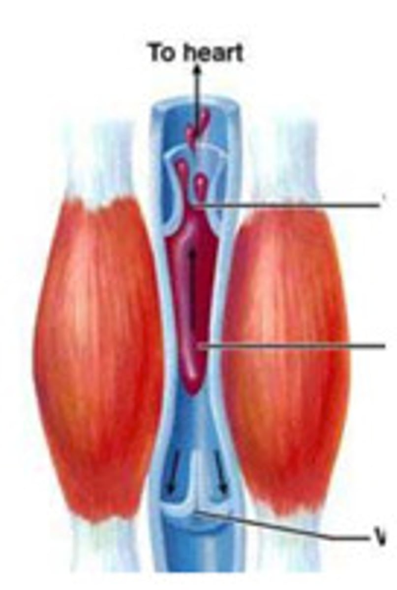 <p>Is composed of skeletal structures (bones) and soft tissues (muscles) that work together to allow proper respiratory mechanics to occur and help pump blood back to the heart during inspiration.</p>