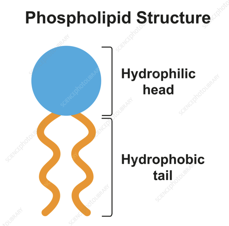 <p>Hydrophilic head</p>