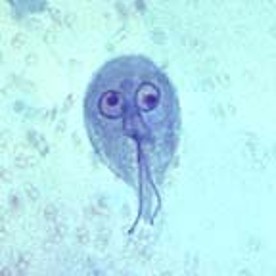 <p><em>Giardia</em> active motile feeding stage, causes damage</p>
