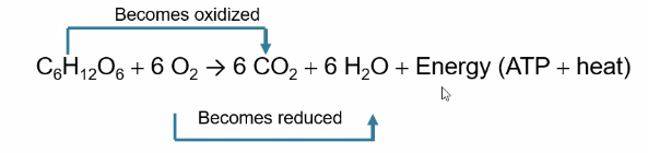 <p>Break down of organic molecules using O2 to produce energy ( atp+ Heat)</p>