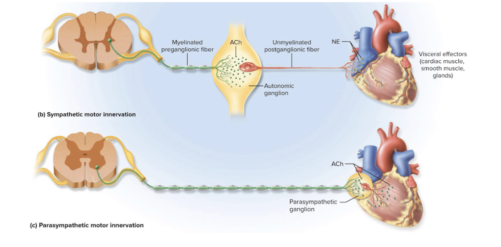 <p>Signal must travel across 2 neurons to get to the target organ</p><ul><li><p>Must cross a synapse where these two neurons meet in an autonomic ganglion</p></li><li><p>has synapses with a postganglionic neuron whose axon extends the rest of the way to the target cell</p></li></ul><p></p>