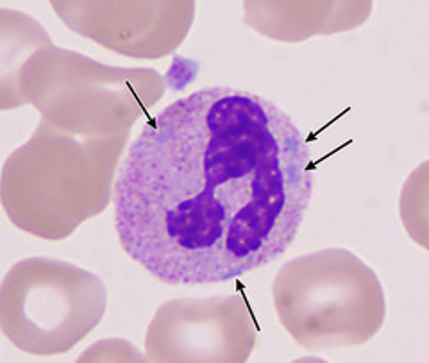 <p>Identify these light blue-gray, oval, basophilic, leukocyte inclusions located in the peripheral cytoplasm of neutrophils. They are typically the remnants of the rough endoplasmic reticulum. These are _______________ ______________.</p>