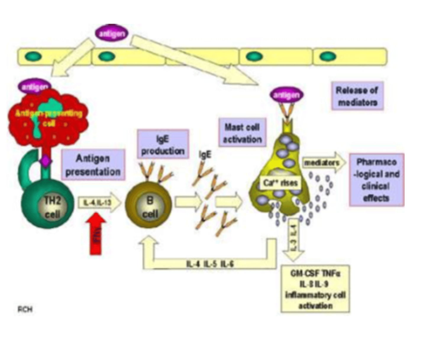 <p>With the help of the diagram. Explain the immunological steps of immune system sensitisation and triggering of response</p>