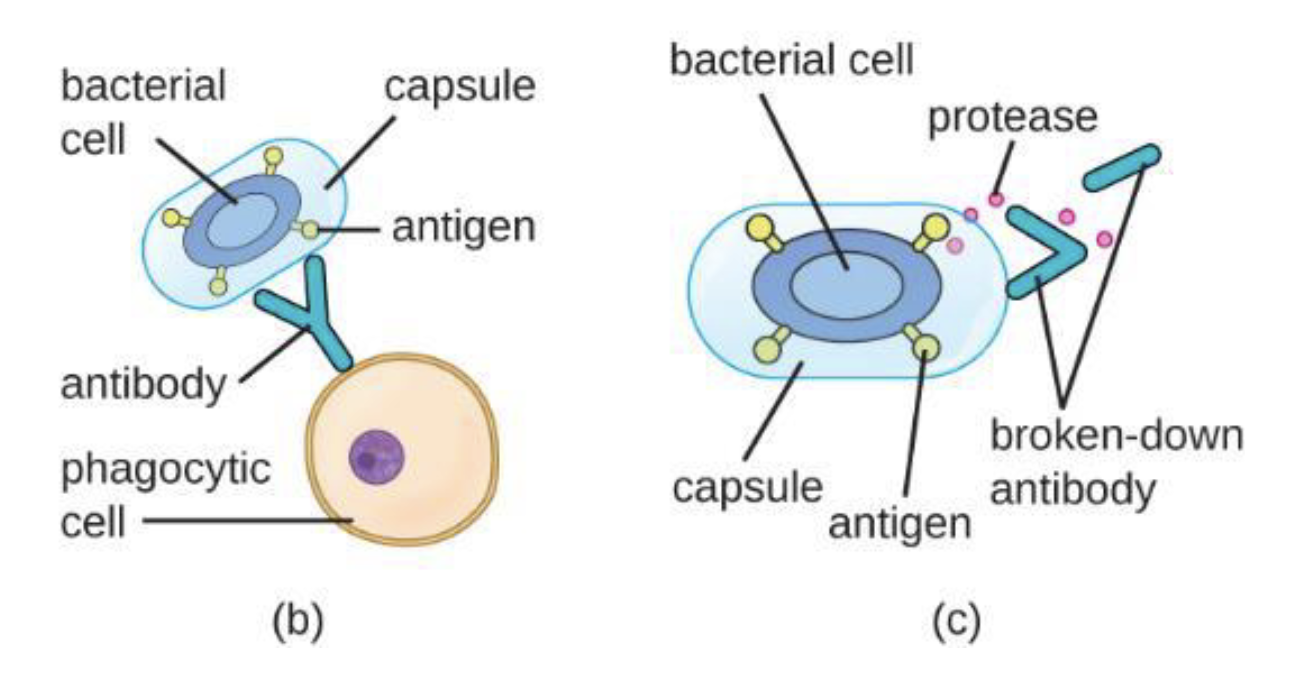 <p>What does b) and c) depict ?</p>