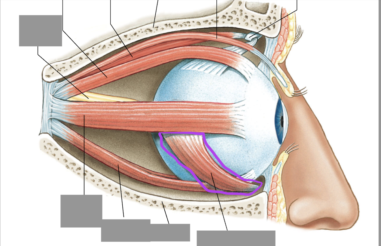 <p>connects from the medial inferior orbit to the lateral posterior eye</p>